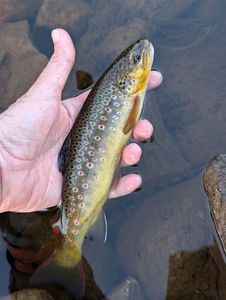 Brown Trout