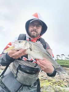 European Bass (Seabass)