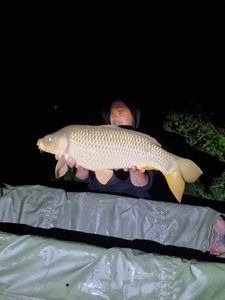 Common Carp
