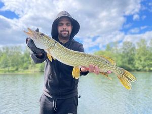 Northern Pike