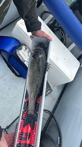 European Bass (Seabass)