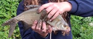 Common Bream