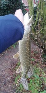 Northern Pike