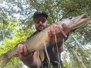 Northern Pike
