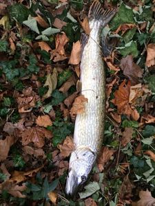 Northern Pike