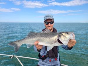 European Bass (Seabass)