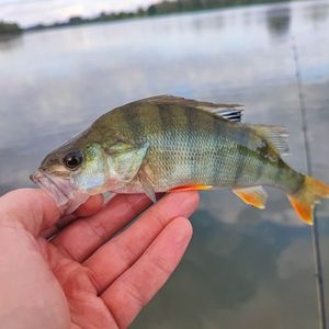 European Perch