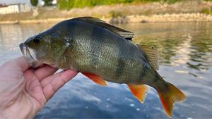 European Perch