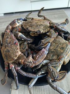 Velvet Swimming Crab