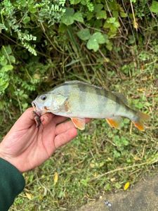 European Perch