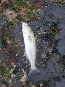 Bluefish