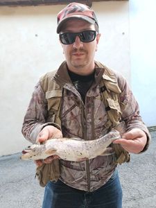 Brook Trout