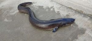 Conger