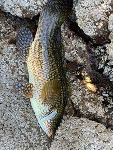 Ballan Wrasse