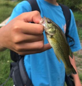 Smallmouth Bass