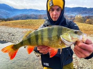 European Perch