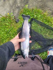 Rainbow Trout