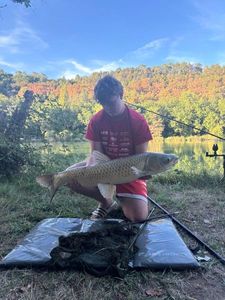 Grass Carp