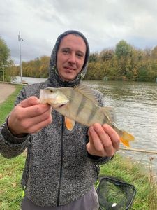 European Perch