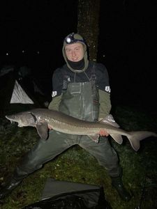 Sturgeon