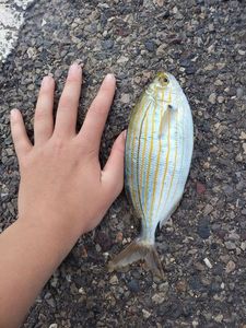 Saddled Seabream