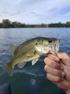 Largemouth Bass