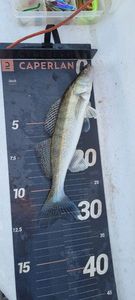 Zander