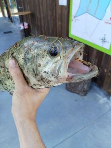 Largemouth Bass