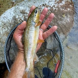 Brown Trout