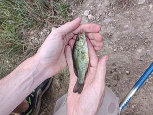Smallmouth Bass