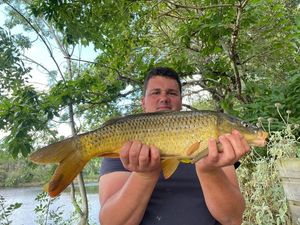 Common Carp
