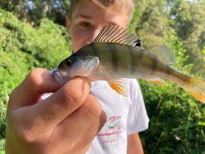 European Perch