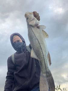 Atlantic Snook