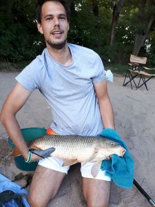 Common Carp