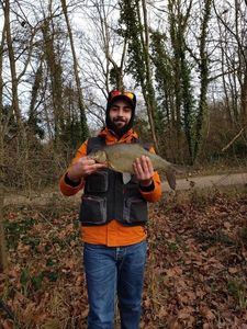 Common Bream