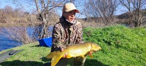Common Carp