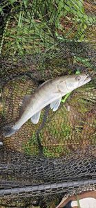Zander