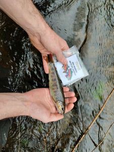 Brown Trout