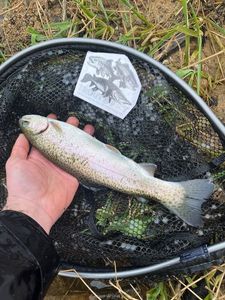 Rainbow Trout