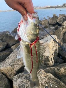 European Bass (Seabass)
