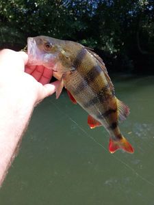 European Perch