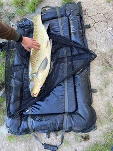 Grass Carp