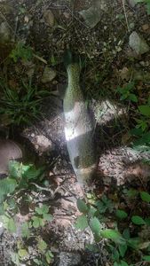 Rainbow Trout