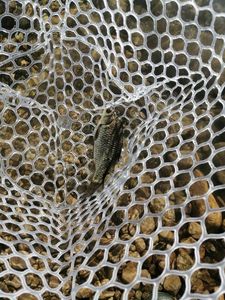 Crucian Carp