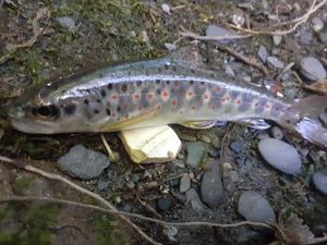 Brown Trout