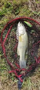 Largemouth Bass