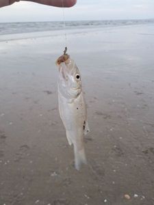 European Bass (Seabass)