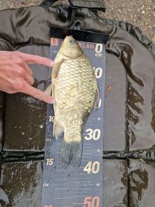 Crucian Carp