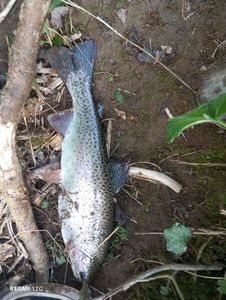 Rainbow Trout