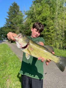 Largemouth Bass
